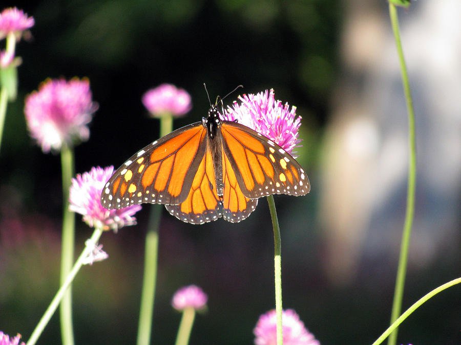 Monarch Butterfly 03 Photograph by Pamela Critchlow