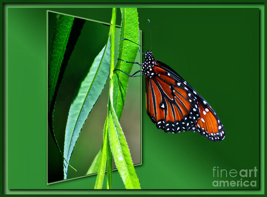 Monarch Butterfly 03 Photograph by Thomas Woolworth