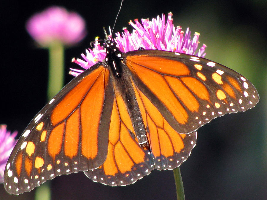 Monarch Butterfly 04 Photograph by Pamela Critchlow
