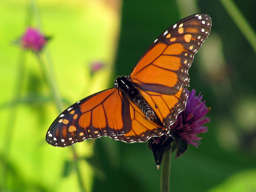 Monarch Butterfly 05 Photograph by Pamela Critchlow