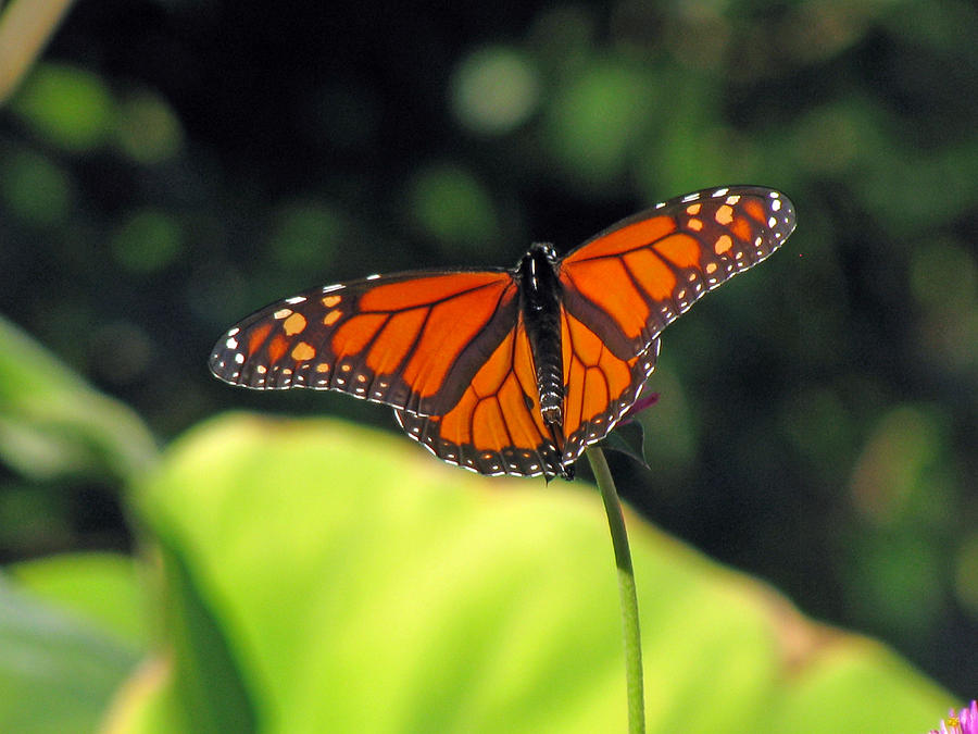 Monarch Butterfly 06 Photograph by Pamela Critchlow