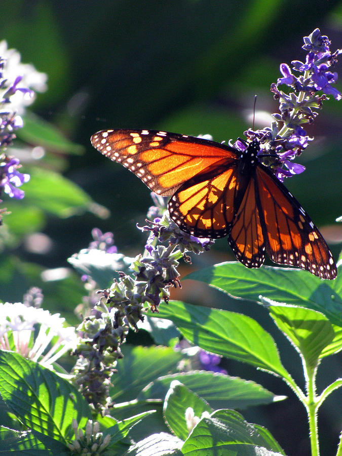 Monarch Butterfly 07 Photograph by Pamela Critchlow