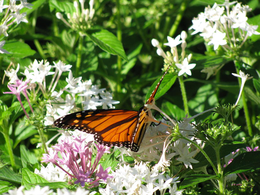 Monarch Butterfly 09 Photograph by Pamela Critchlow