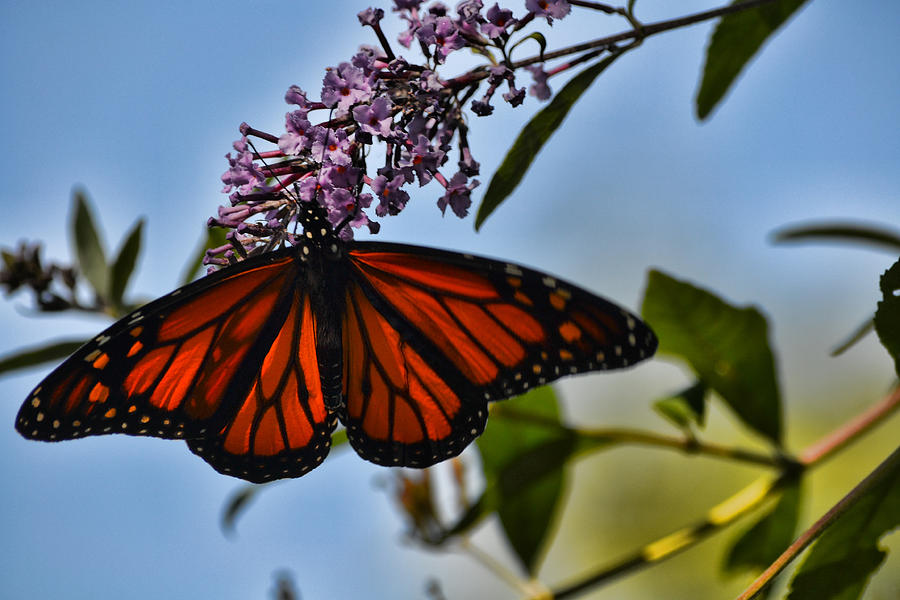 Monarch Butterfly #1 Photograph by Beth Sawickie