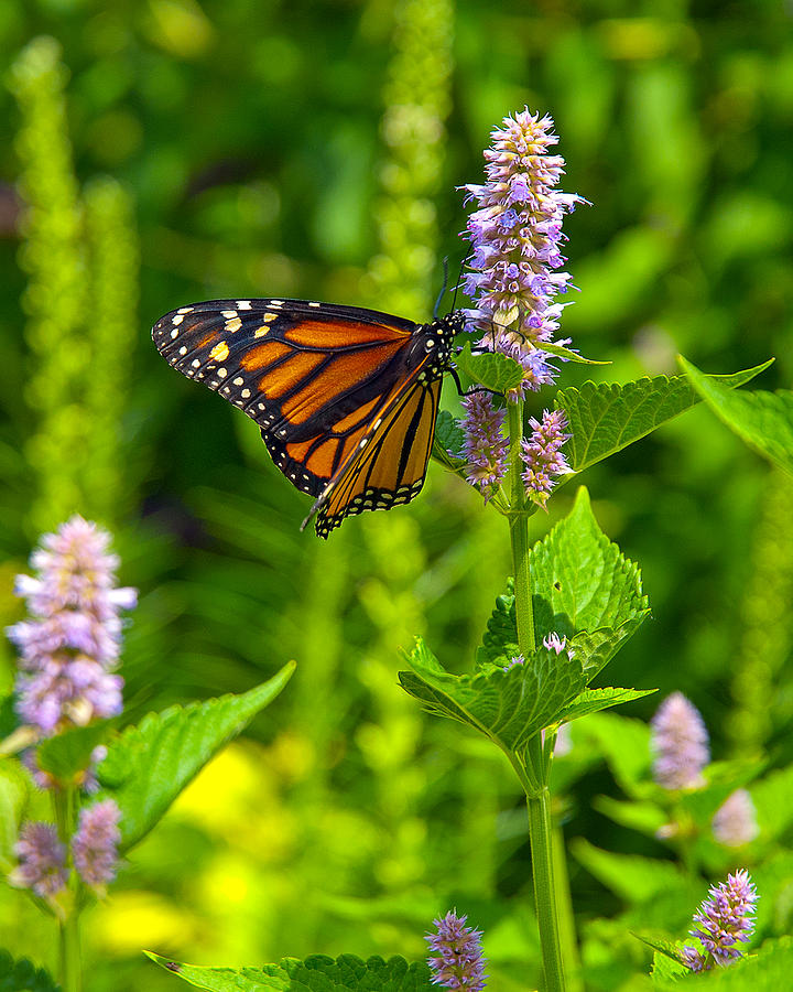 Monarch Butterfly 1 Photograph by Lena Wilhite