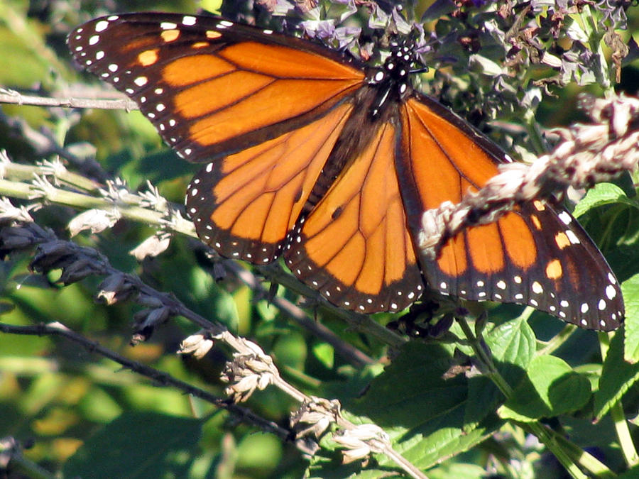 Monarch Butterfly 12 Photograph by Pamela Critchlow
