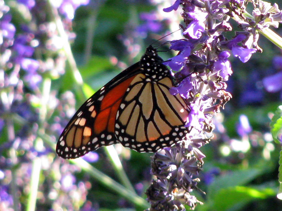 Monarch Butterfly 14 Photograph by Pamela Critchlow