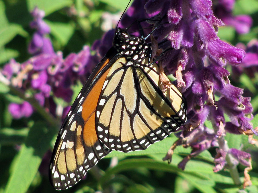 Monarch Butterfly 15 Photograph by Pamela Critchlow