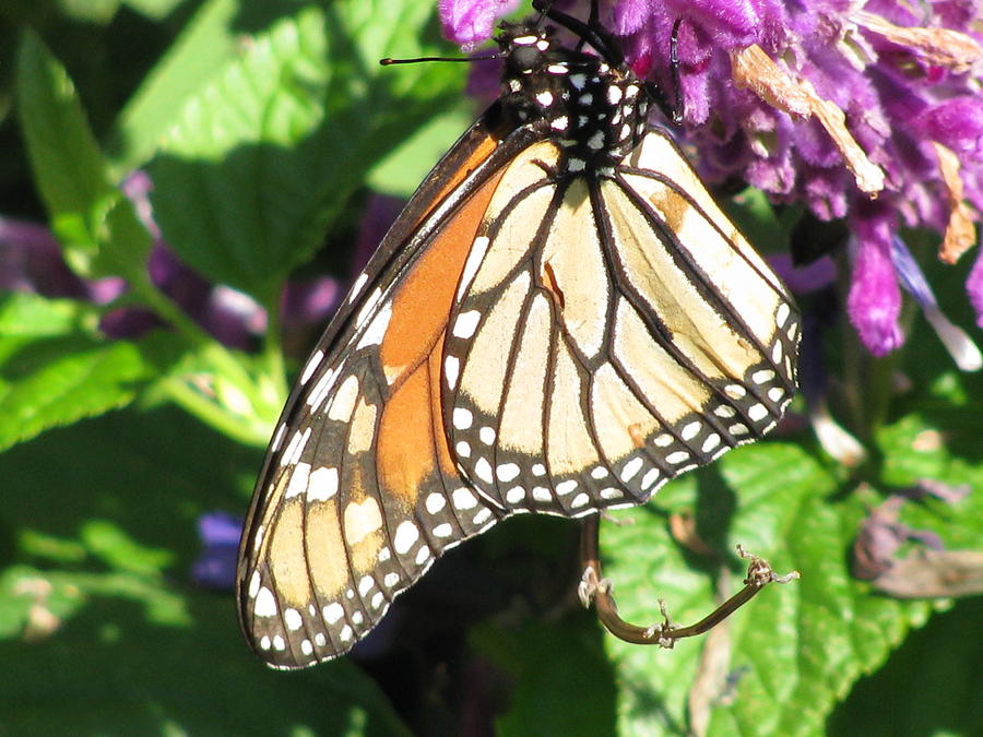 Monarch Butterfly 16 Photograph by Pamela Critchlow