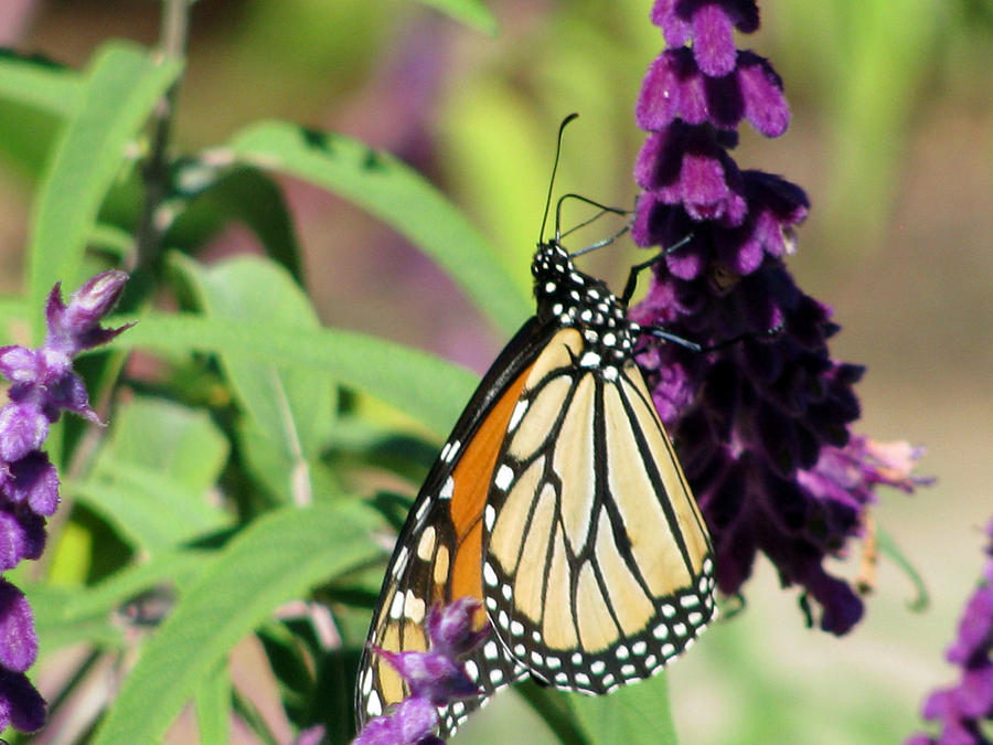 Monarch Butterfly 17 Photograph by Pamela Critchlow