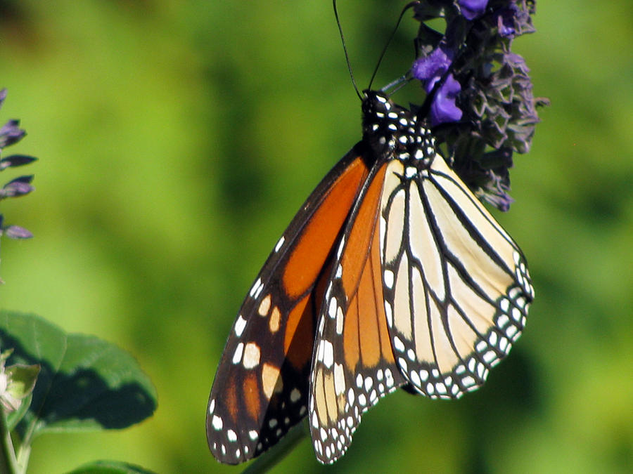 Monarch Butterfly 18 Photograph by Pamela Critchlow