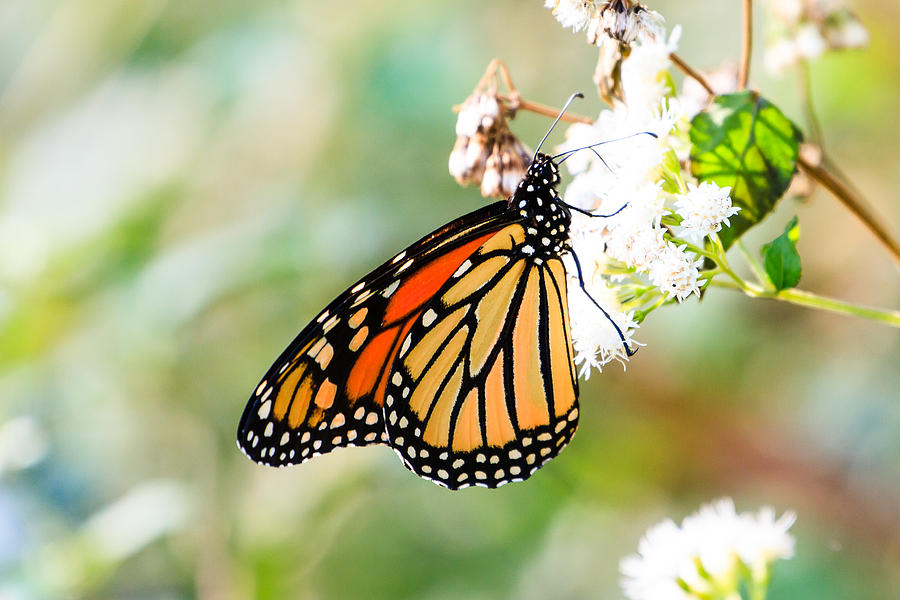 Monarch Butterfly 2 Photograph by Ben Graham