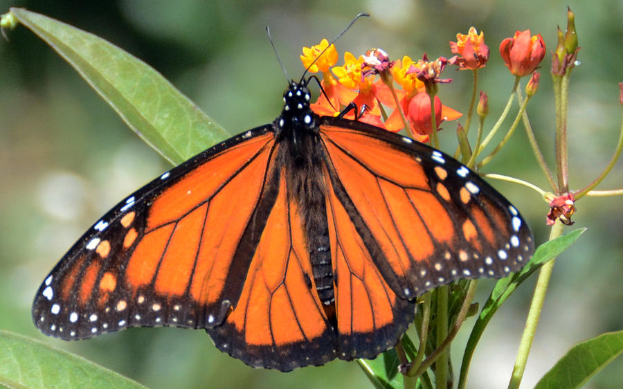 Monarch Butterfly 2 Photograph by Julie Cameron - Fine Art America