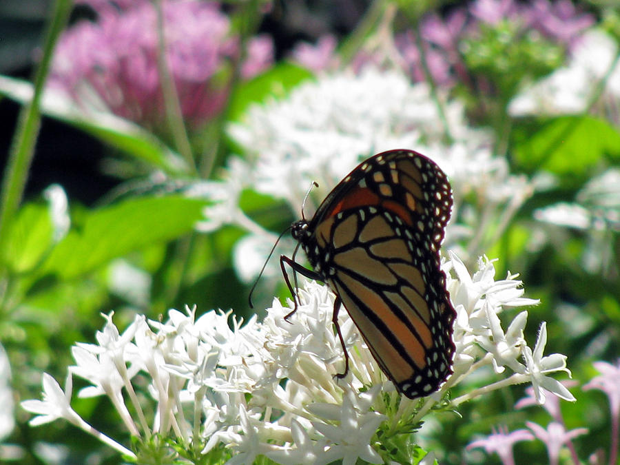 Monarch Butterfly 20 Photograph by Pamela Critchlow