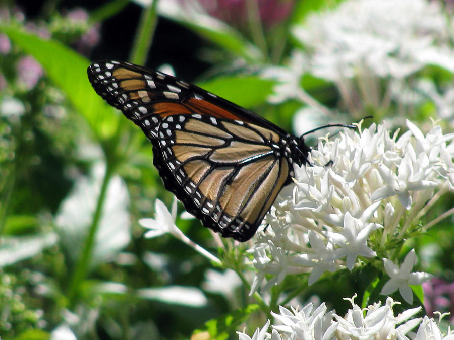 Monarch Butterfly 21 Photograph