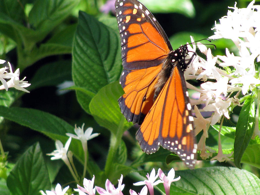Monarch Butterfly 23 Photograph by Pamela Critchlow