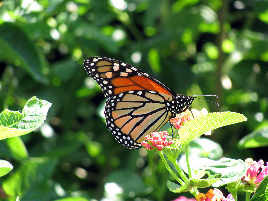 Monarch Butterfly 24 Photograph by Pamela Critchlow
