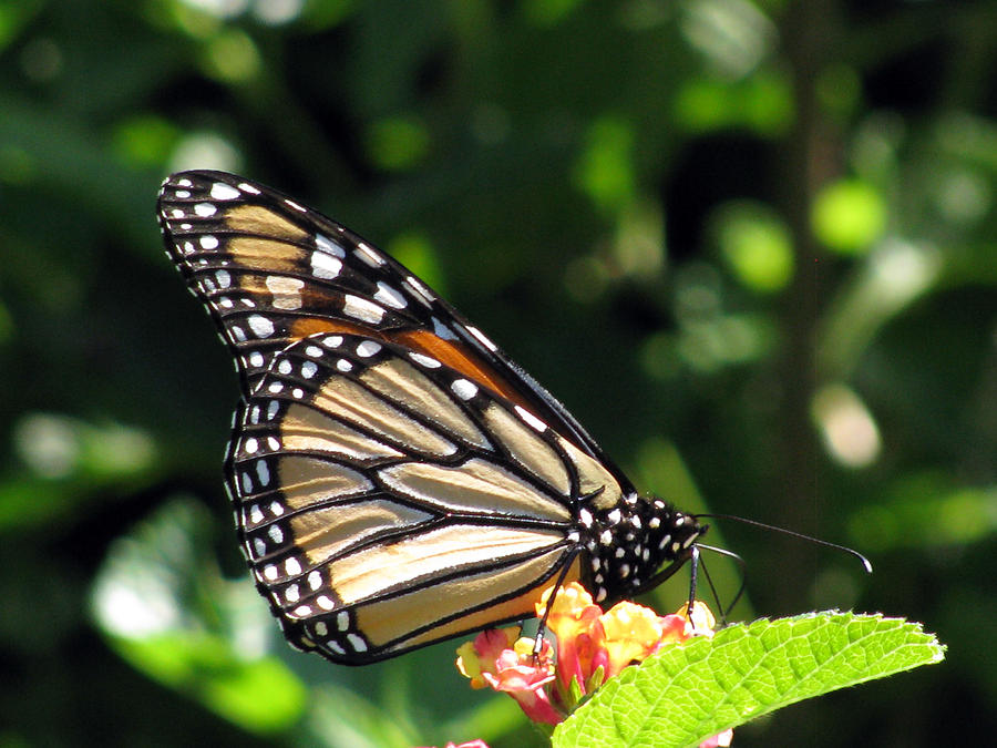 Monarch Butterfly 25 Photograph by Pamela Critchlow