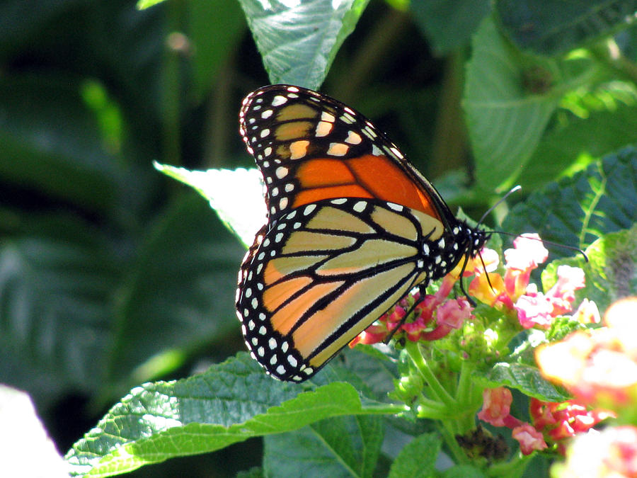 Monarch Butterfly 26 Photograph by Pamela Critchlow
