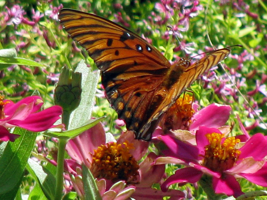 Monarch Butterfly 27 Photograph by Pamela Critchlow