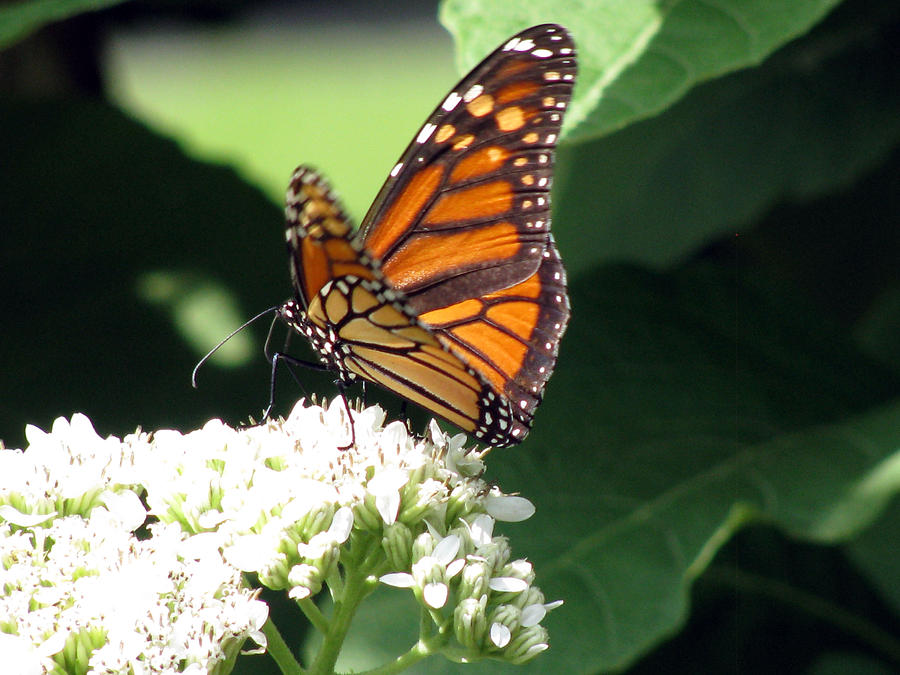 Monarch Butterfly 28 Photograph by Pamela Critchlow