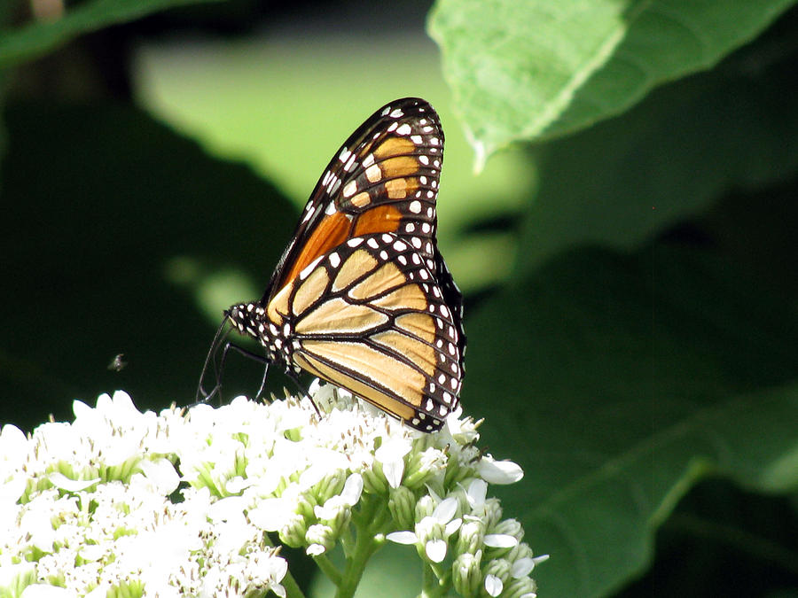 Monarch Butterfly 29 Photograph by Pamela Critchlow