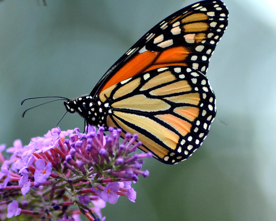 Monarch Butterfly 3 Photograph by Karen Webb - Fine Art America