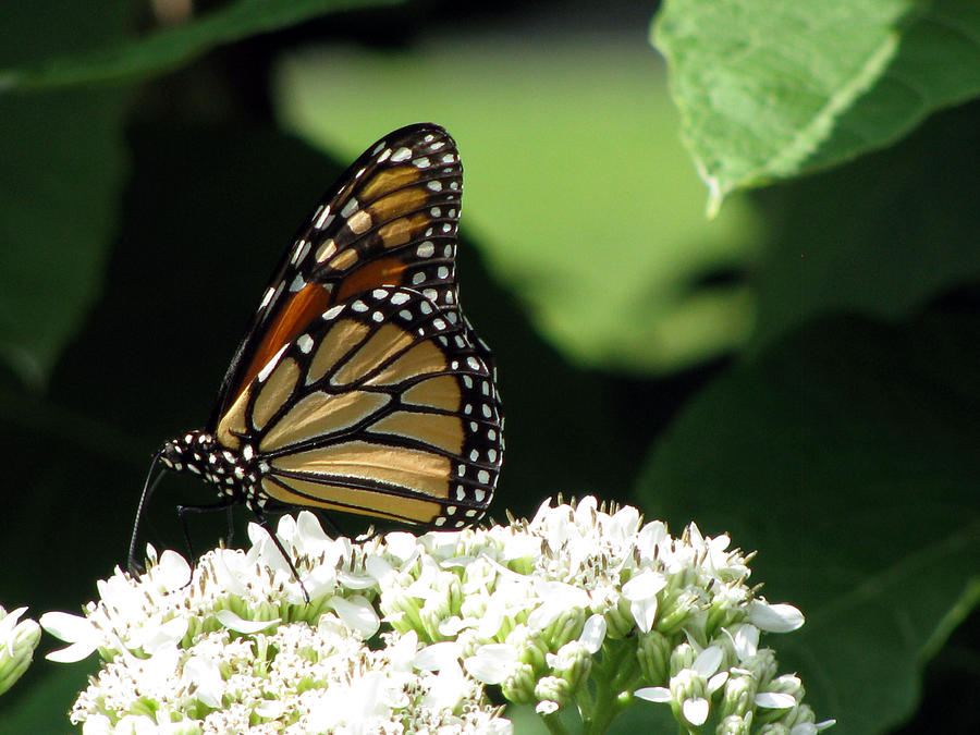 Monarch Butterfly 30 Photograph by Pamela Critchlow