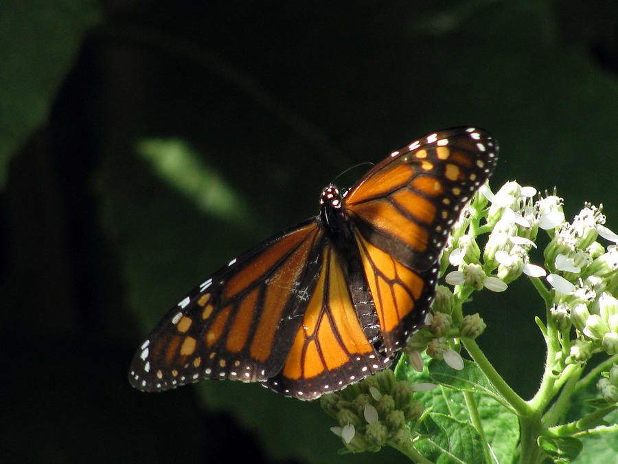 Monarch Butterfly 31 Photograph by Pamela Critchlow