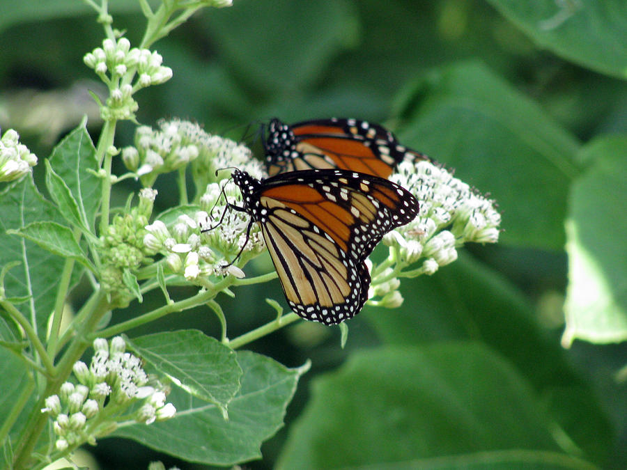 Monarch Butterfly 32 Photograph by Pamela Critchlow