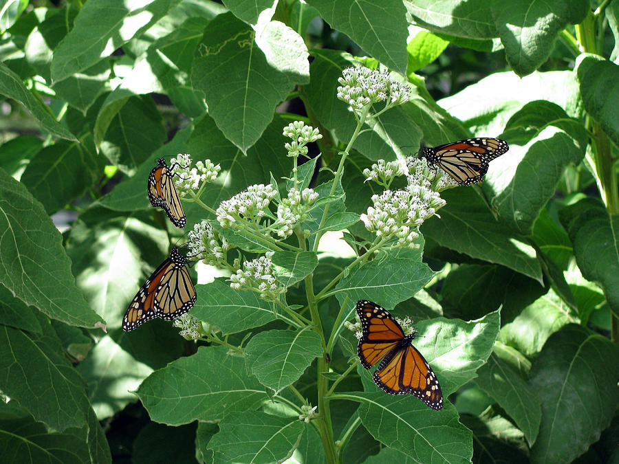 Monarch Butterfly 33 Photograph by Pamela Critchlow