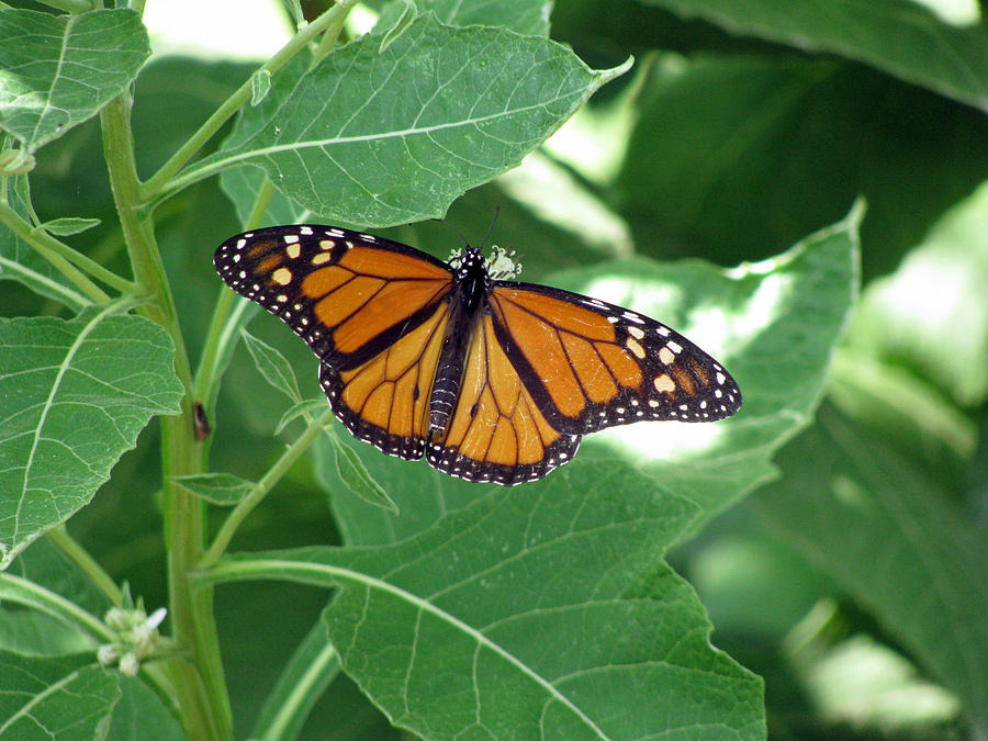 Monarch Butterfly 34 Photograph by Pamela Critchlow