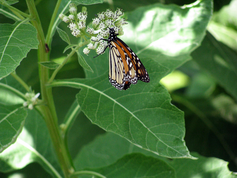 Monarch Butterfly 35 Photograph by Pamela Critchlow