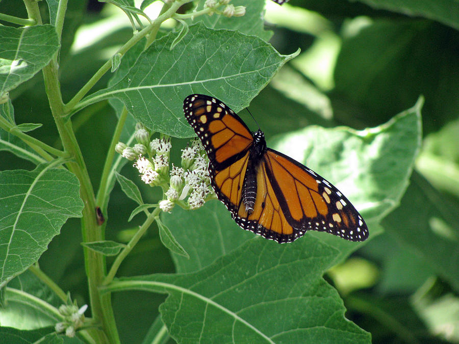 Monarch Butterfly 39 Photograph by Pamela Critchlow