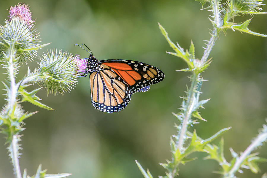 Monarch Butterfly 4 Photograph by Ben Graham