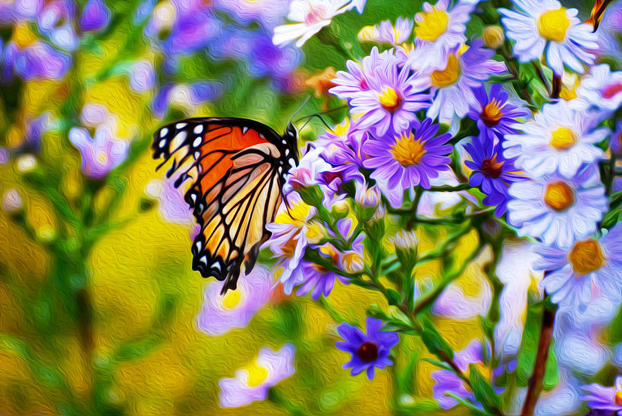 Monarch Butterfly 4 Photograph by Tracy Winter