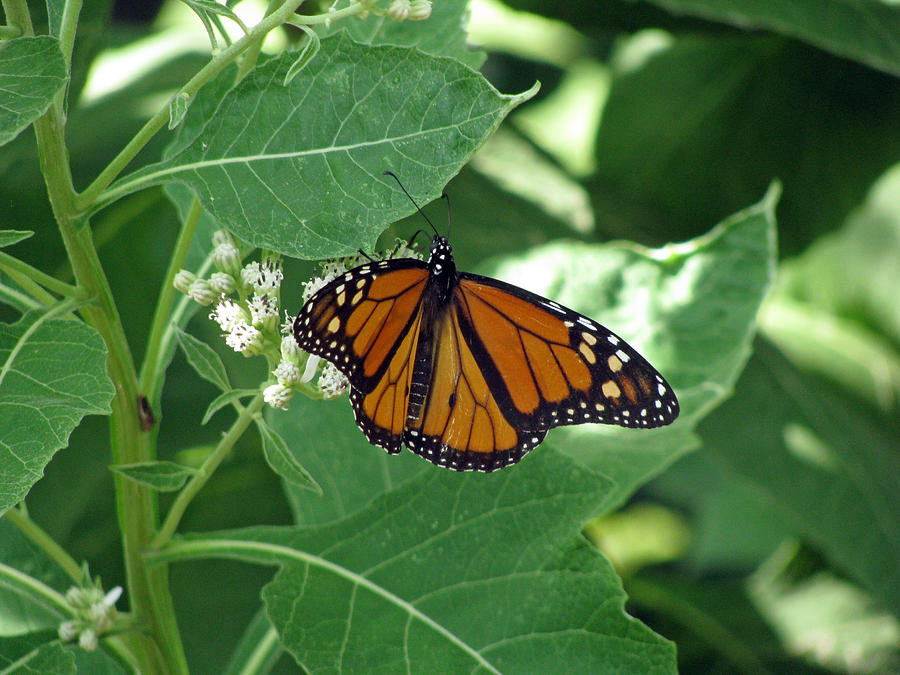 Monarch Butterfly 40 Photograph by Pamela Critchlow