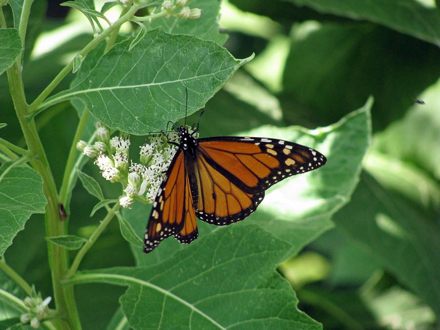 Monarch Butterfly 41 Photograph by Pamela Critchlow