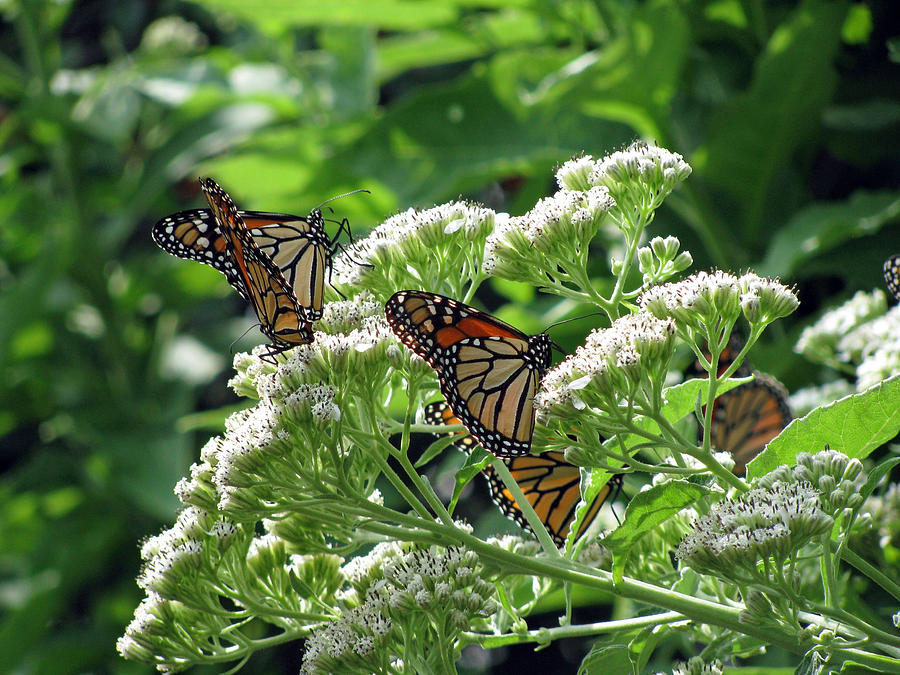 Monarch Butterfly 43 Photograph by Pamela Critchlow