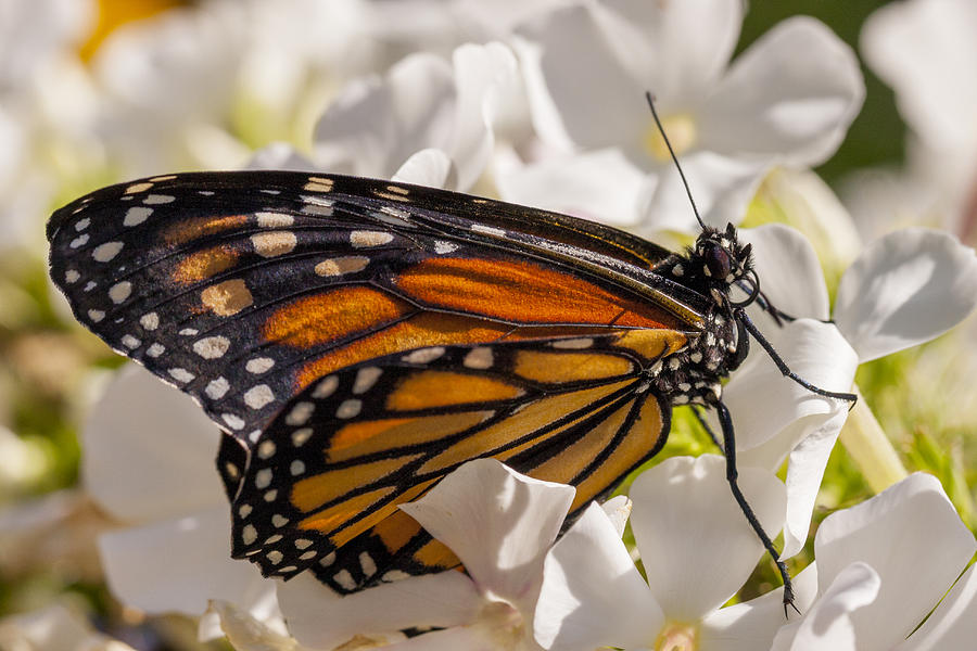 Butterfly Photograph - Monarch Butterfly by Adam Romanowicz