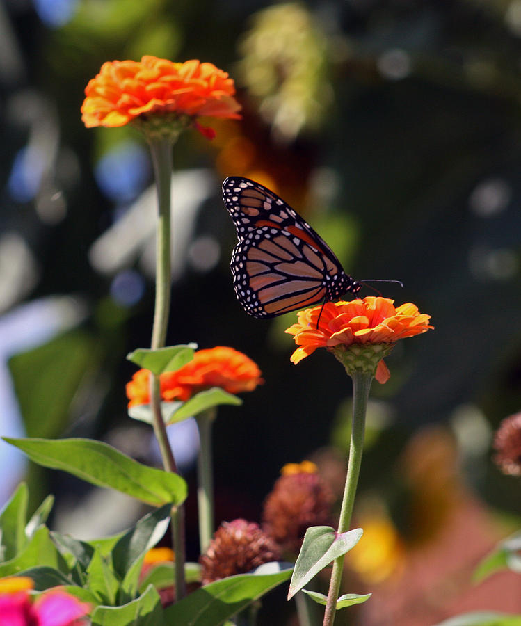 Flower Photograph - Monarch Butterfly And Orange Zinnias by Kay Novy