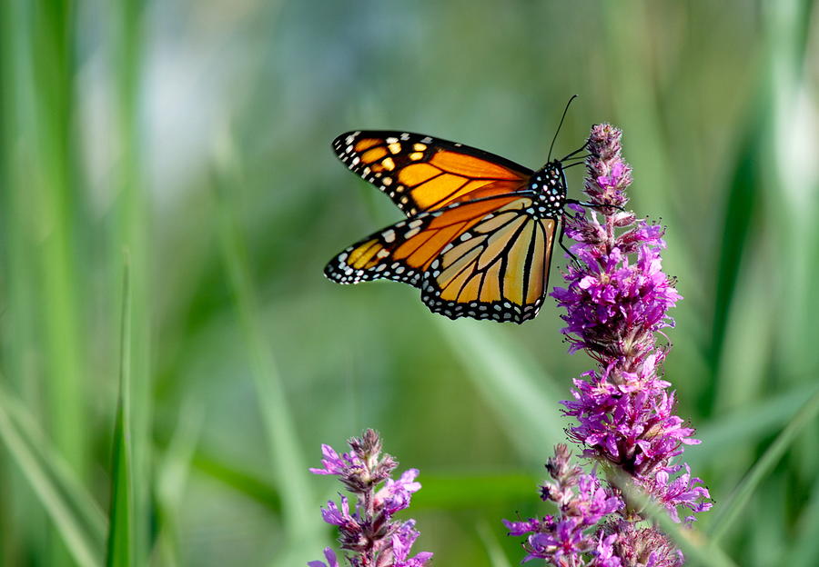 Monarch Butterfly  Photograph by Andrea Kollo