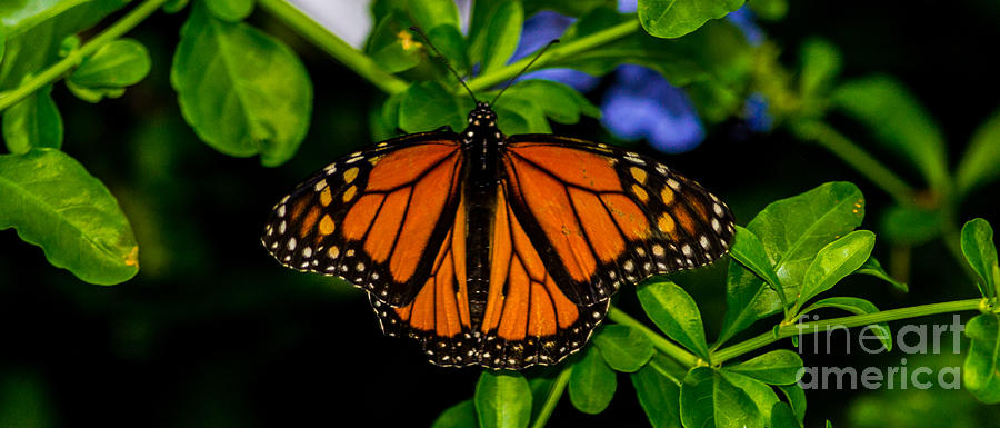 Monarch Butterfly Photograph by Angela DeFrias