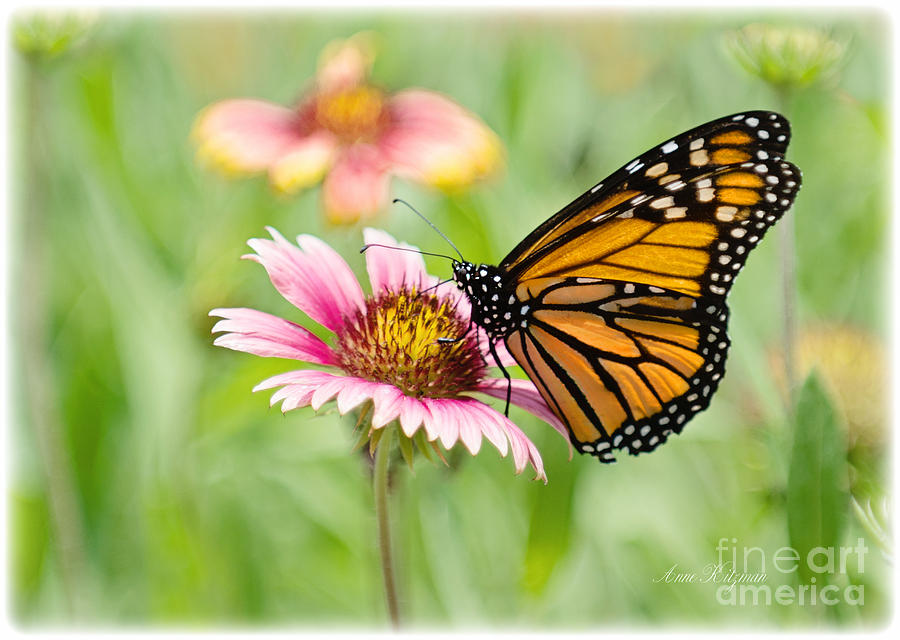 Monarch Butterfly Photograph By Anne Kitzman - Fine Art America