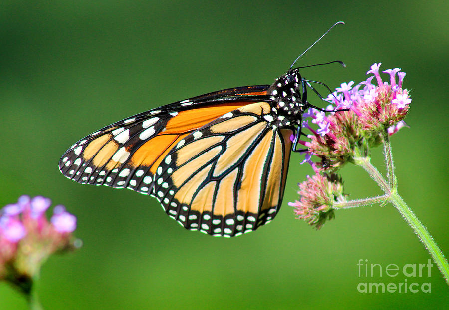 Monarch Butterfly Beauty Photograph by Karen Adams
