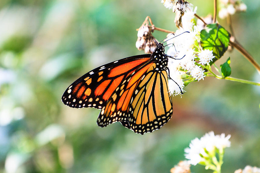 Monarch Butterfly Photograph by Ben Graham