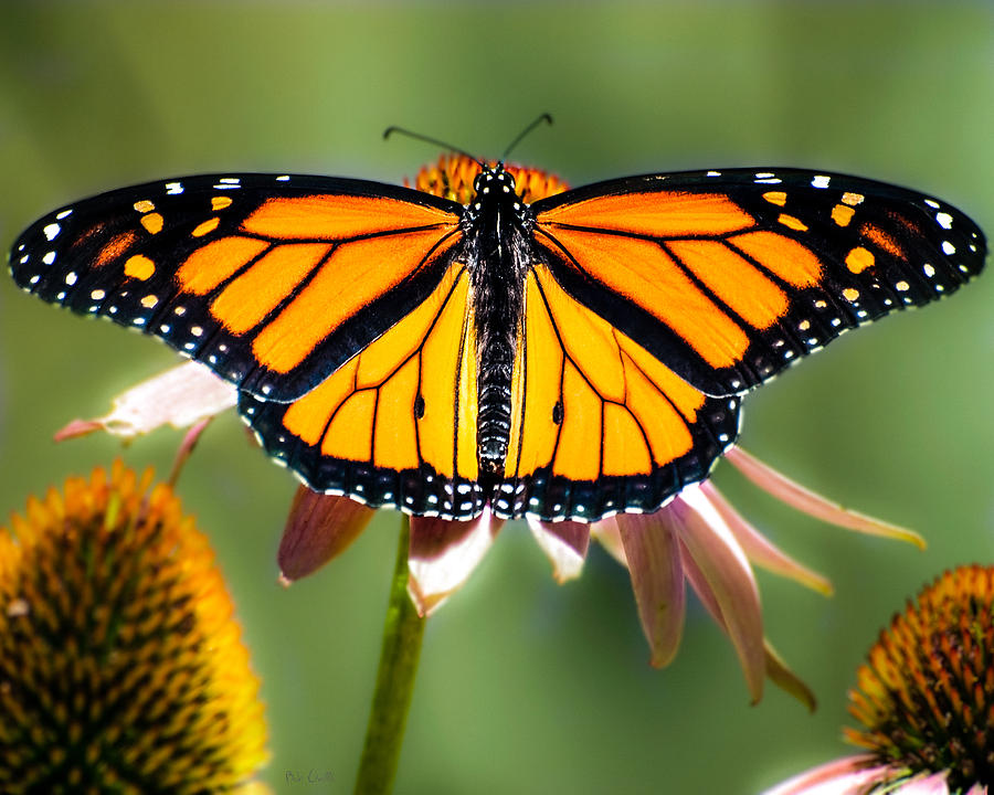 Butterfly Photograph - Monarch Butterfly by Bob Orsillo