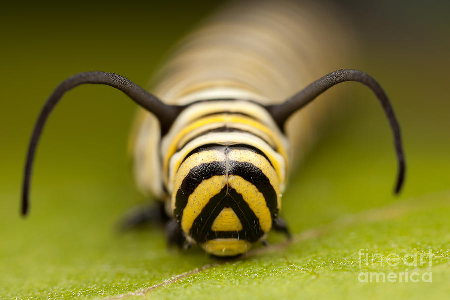 Animal Photograph - Monarch Butterfly Caterpillar I by Clarence Holmes