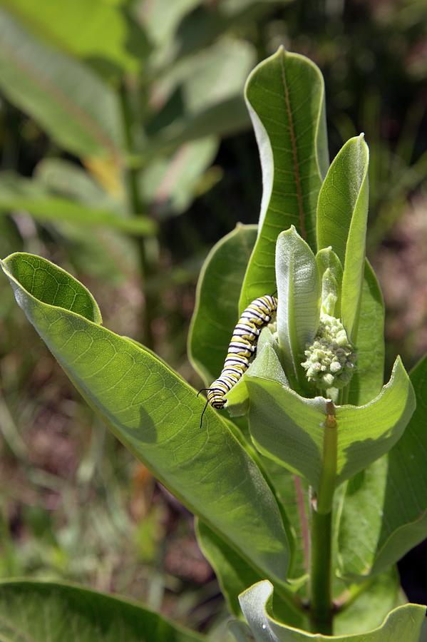 Monarch Butterfly Caterpillar On Milkweed Photograph By