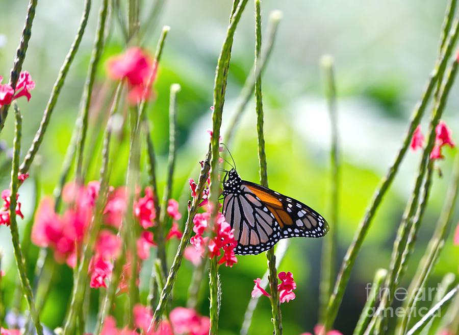 Monarch Butterfly Photograph by Cathy Alba